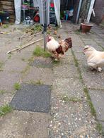 2 Hanen af te halen, Dieren en Toebehoren, Pluimvee, Mannelijk, Kip