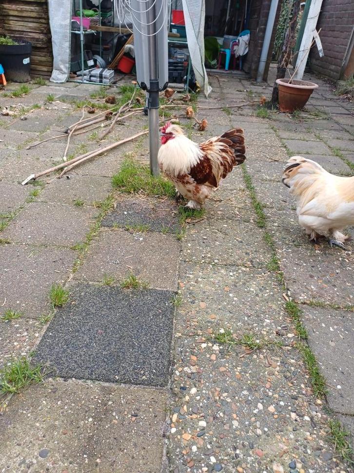 2 Hanen af te halen, Dieren en Toebehoren, Pluimvee, Kip, Mannelijk
