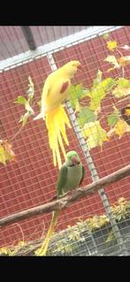 Papagaai en Alexander parkieten, Dieren en Toebehoren, Vogels | Parkieten en Papegaaien