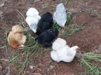 Cochin kriel hennen en haantjes in verschillende kleuren, Dieren en Toebehoren, Pluimvee, Meerdere dieren, Kip