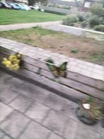 Gratis aangeboden, Tuin en Terras, Palen, Balken en Planken, Ophalen, Gebruikt, 250 cm of meer, Planken