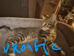 GRATIS 1 mooi kitten is een vroutje, Dieren en Toebehoren