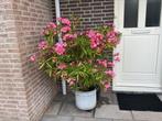 Mooie oleander, Ophalen, Zo goed als nieuw, Rond, Minder dan 60 cm
