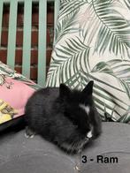 Baby konijntjes, Meerdere dieren, Dwerg