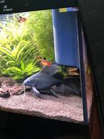 Meerval, Dieren en Toebehoren, Vissen | Aquariumvissen, Vis, Zoetwatervis