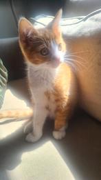 Kitten 9weken oud, Kater, Kortharig, 0 tot 2 jaar