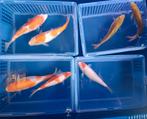 Te koop mooie Japanse koi mix 20 a 25 cm kweker Suda, Dieren en Toebehoren, Vissen | Vijvervissen, Karper of Koi