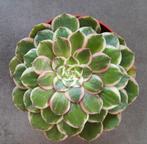 Aeonium Lotus Seat, Vetplant, Minder dan 100 cm, Bloeiende kamerplant, Halfschaduw