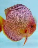 dutch discus panthera 10-12 cm, Dieren en Toebehoren, Vissen | Aquariumvissen, Vis, Zoetwatervis, Schoolvis