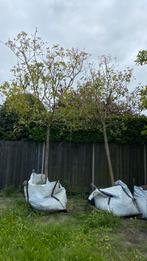 Twee Grote leibomen, Ophalen, Volle zon, Overige soorten, 100 tot 250 cm