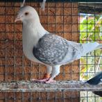 Duiven vrouw te koop, Dieren en Toebehoren, Vrouwelijk, Postduif