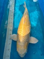 YOSHIKIGOI yamabuki 70cm - female, Dieren en Toebehoren, Vissen | Vijvervissen, Karper of Koi