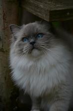 Prachtige Ragdoll poes met stamboom, Dieren en Toebehoren, Poes, Gechipt, 3 tot 5 jaar
