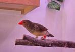 2 binsenastrildes poppen, Dieren en Toebehoren, Vogels | Overige Vogels, Vrouwelijk