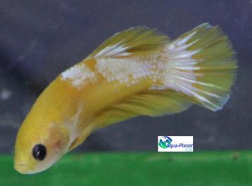 Betta Plakat Hellboy Yellow beschikbaar voor biedingen