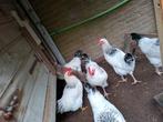 Sussex hanen columbia te koop, Dieren en Toebehoren, Pluimvee