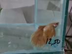 Betta splendens super delta kempvis man, Dieren en Toebehoren, Vissen | Aquariumvissen, Vis, Zoetwatervis
