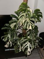 Monstera Albo Variegata - Zeldzame kamerplant!, Ophalen of Verzenden, Halfschaduw, Minder dan 100 cm
