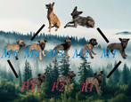 Belgische Malinois pup’s, Dieren en Toebehoren, Particulier, Overige rassen, Buitenland, Meerdere