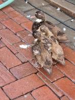 Jonge kwakers, Dieren en Toebehoren, Pluimvee, Meerdere dieren, Kip