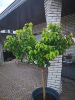 Mandarijnboom met krulbladeren., Tuin en Terras, Ophalen, Overige soorten, 100 tot 250 cm