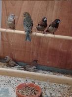 Japanse meeuwen ger 2025  2 kleuren zw.bruin en mocca grijs, Dieren en Toebehoren, Vogels | Overige Vogels