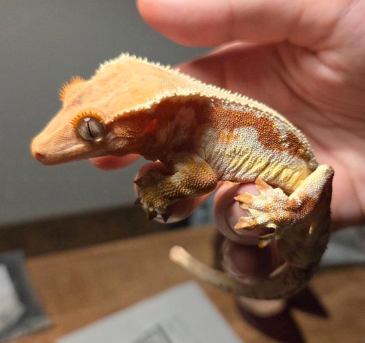 Wimpergekko (Man) 40g Lilly White (Red)