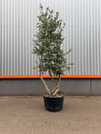 Mooie meerstammige quercus suber kurkeik, Ophalen of Verzenden, Zomer, Volle zon, Overige soorten