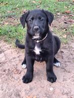 Bijzondere kruising puppy's mogen bijna het nest verlaten!, Dieren en Toebehoren, Honden | Niet-rashonden, Rabiës (hondsdolheid)