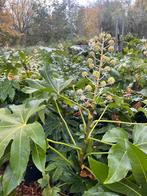 Fatsia Japonica – 140cm, Tuin en Terras, Planten | Tuinplanten, Ophalen, Overige soorten, Halfschaduw