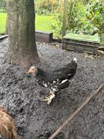 2 jonge hennen, Dieren en Toebehoren, Vrouwelijk, Kip