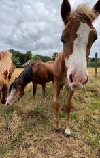Verzorger (af & toe), Dieren en Toebehoren, Stalling en Weidegang