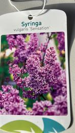 Syringa Sensation 5L Pot - Sering, Ophalen, Overige soorten, Struik, 100 tot 250 cm