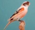 Ik zoek 2 man 2 pop harlekijn kanaries zonder kuif 5 kleurig, Dieren en Toebehoren, Vogels | Kanaries, Mannelijk