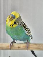 Grasparkiet man, Dieren en Toebehoren, Vogels | Parkieten en Papegaaien, Mannelijk, Parkiet