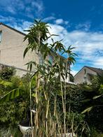 Dikke bamboo, Tuin en Terras, Planten | Bomen, Ophalen of Verzenden, Volle zon, Overige soorten