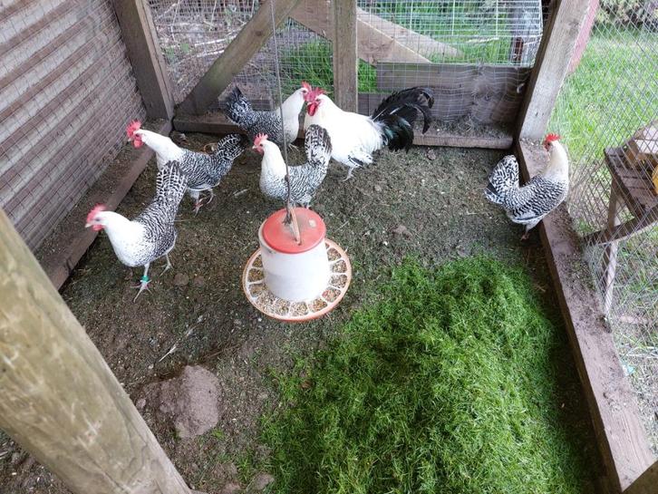 zilverpel kippen, Dieren en Toebehoren, Pluimvee, Kip, Vrouwelijk