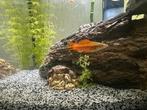 Zwaardragers, Dieren en Toebehoren, Vis, Zoetwatervis, Schoolvis