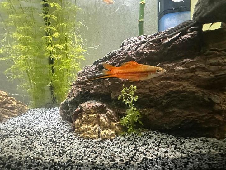 Zwaardragers, Dieren en Toebehoren, Vissen | Aquariumvissen, Zoetwatervis, Vis, Schoolvis