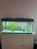 Juwel Rio 180 + Helialux, Ophalen, Zo goed als nieuw, Gevuld zoetwateraquarium