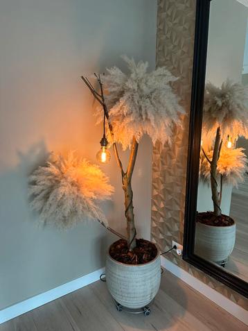 Pampas boom beschikbaar voor biedingen