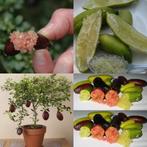 Vingerlime plant gezocht., Ophalen of Verzenden, Minder dan 100 cm, Overige soorten, Zomer