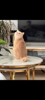 Britse korthaar kater, Dieren en Toebehoren, Katten en Kittens | Raskatten | Korthaar, Kater