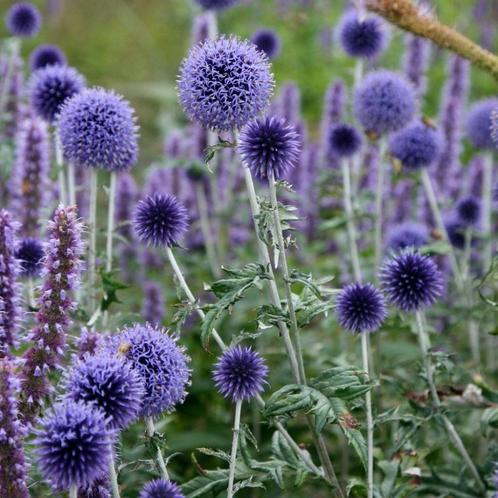 sierdistel (Echinops ritro) zaden, Tuin en Terras, Bloembollen en Zaden, Zaad, Gehele jaar, Volle zon, Ophalen of Verzenden