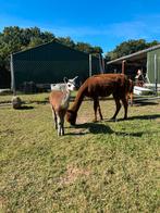 Mooie alpaca met veulen, Dieren en Toebehoren, Augustus, Meerdere dieren
