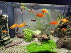Platy marigold, Dieren en Toebehoren, Vissen | Aquariumvissen, Vis, Zoetwatervis, Schoolvis