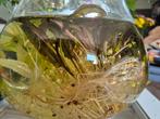 Aquarium planten te koop, Ophalen, Nieuw, Plant(en), Steen of Hout