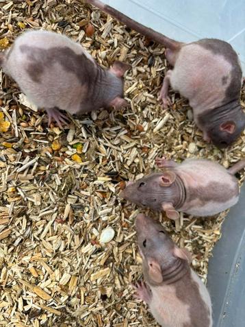 Naaktratten rittens ratjes laatste 4 mannen beschikbaar. Zsm beschikbaar voor biedingen