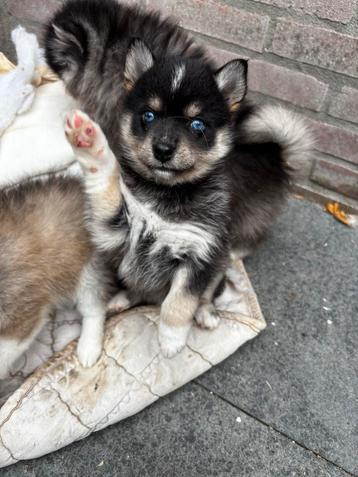 Pomsky puppie teefje beschikbaar voor biedingen