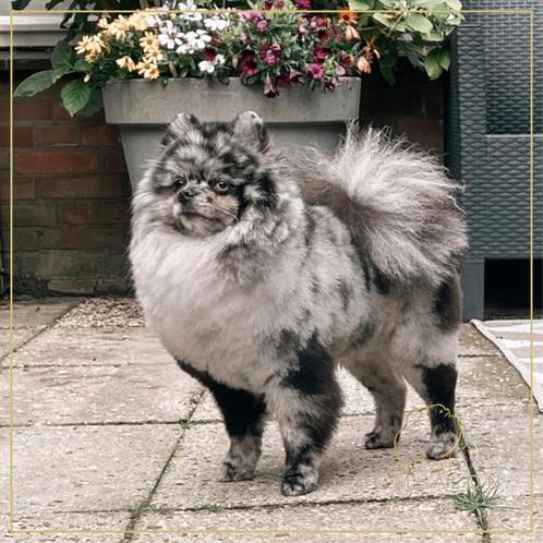 Lieve Pomeranian reu van 3 jaar., Dieren en Toebehoren, Honden | Chihuahua's en Gezelschapshonden, Reu, Overige rassen, Particulier